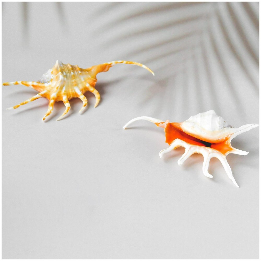 Orange Spider Conch - lambis crocata