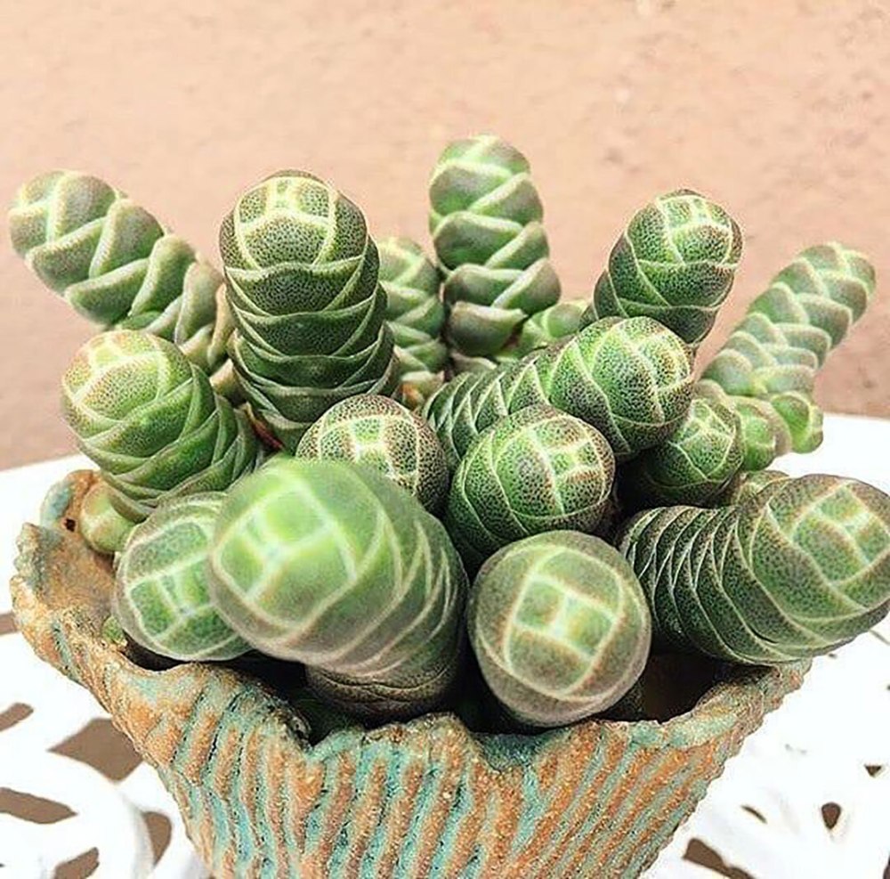 Кактусач