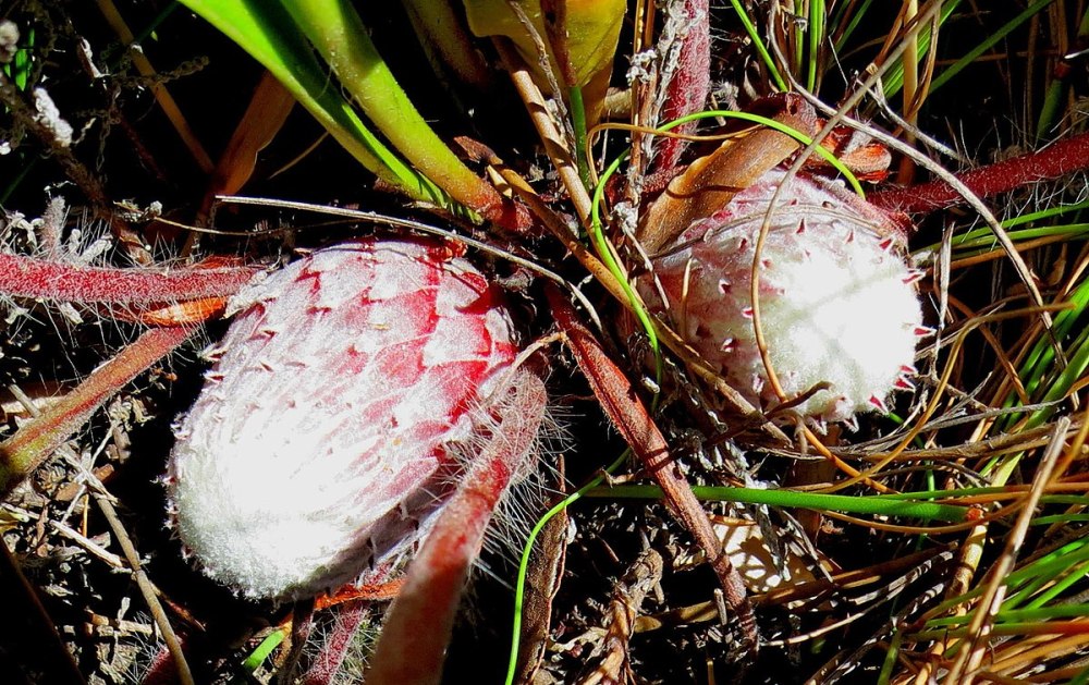 Protea caespitosa