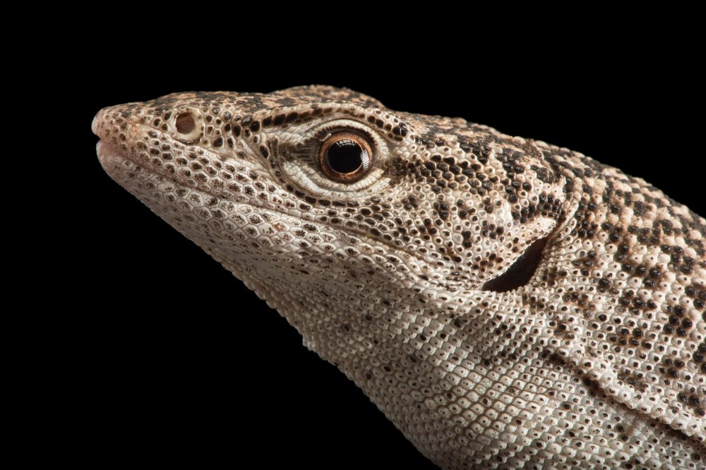 Varanus griseus Joel Sartore