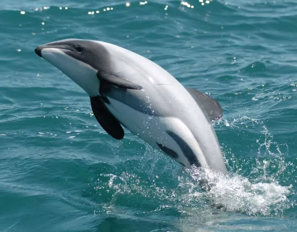 Животные рода китовидные дельфины