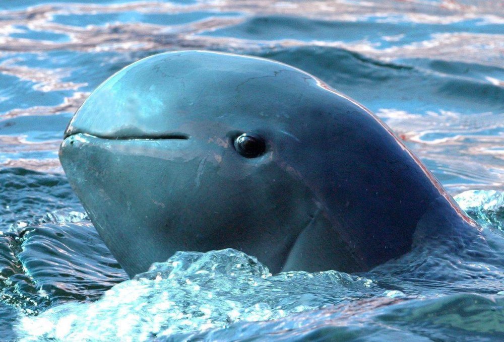 Иравадийский (Orcaella brevirostris)