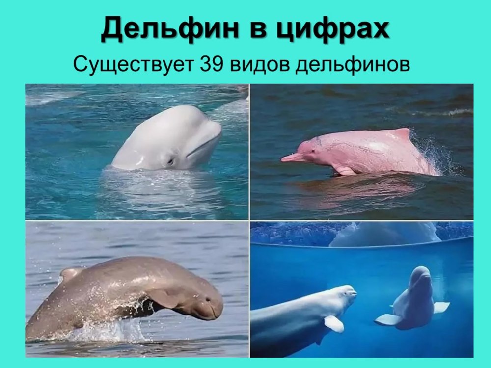 Виды дельфинов