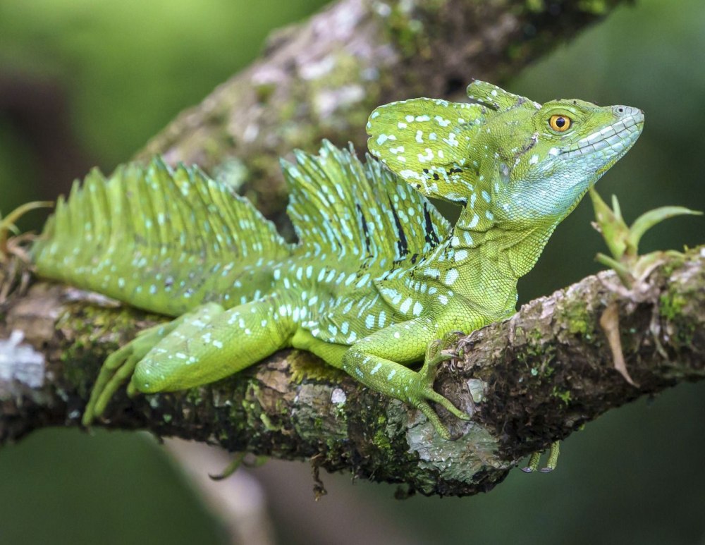 Шлемоносный Василиск Basiliscus Basiliscus
