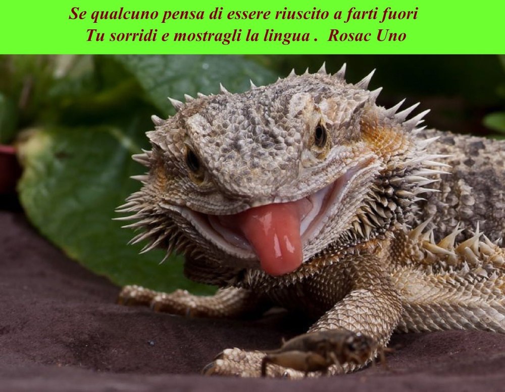 Бородатая игуана
