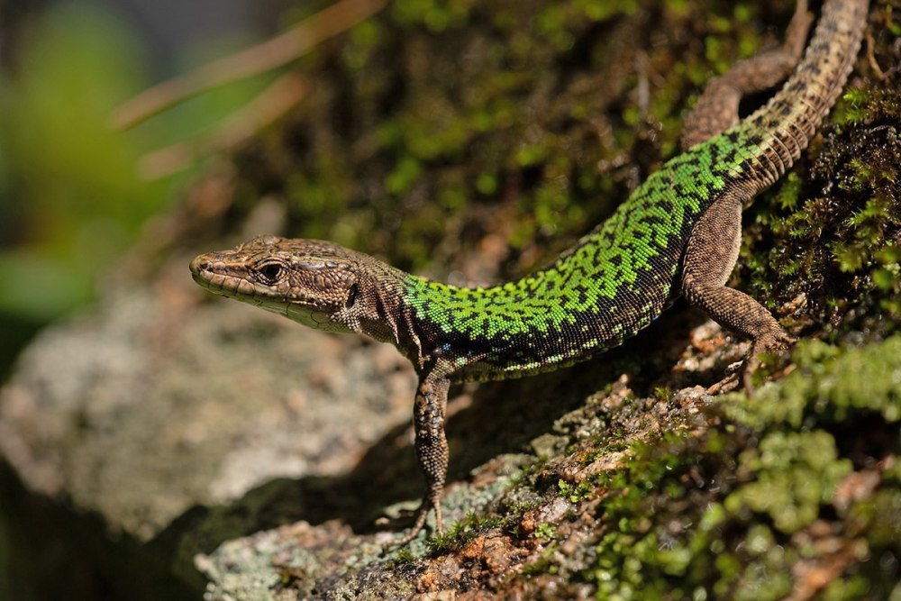 Ящерица Скальная (Darevskia Saxicola)