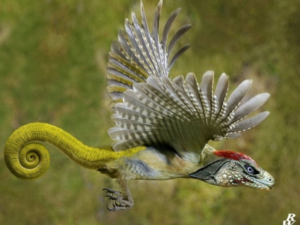 Летающий дракон (Draco volans)