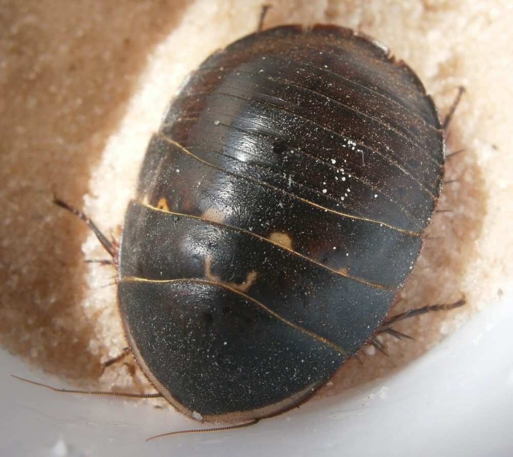 Polyphaga aegyptiaca таракан Египетский