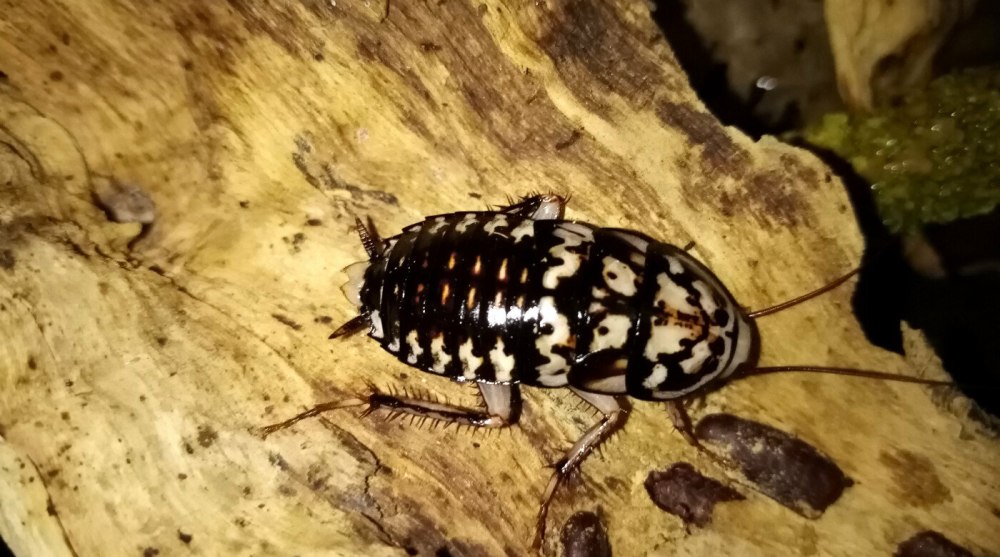 Таракан черепашка Соссюра