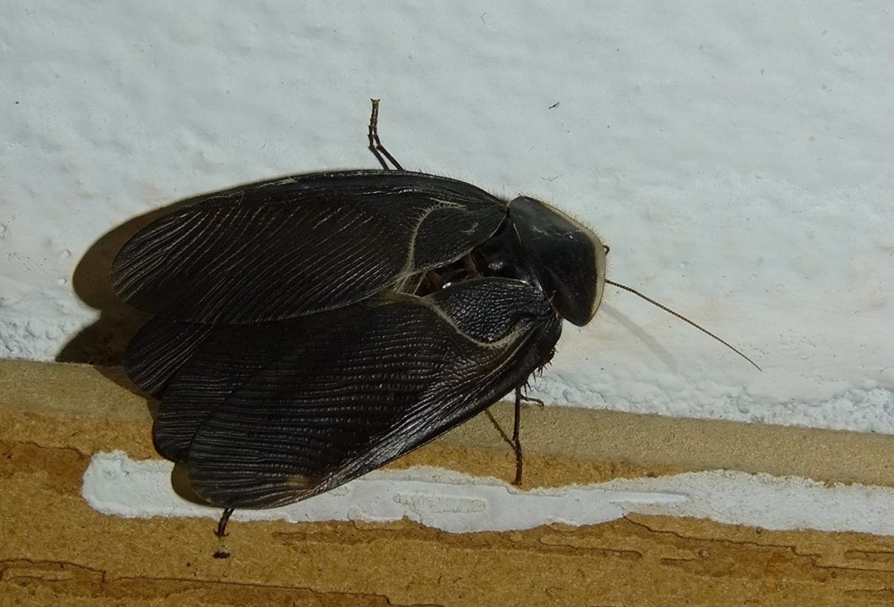 Таракан Соссюра