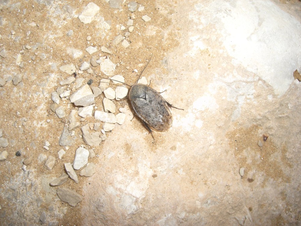 Таракан черепашка