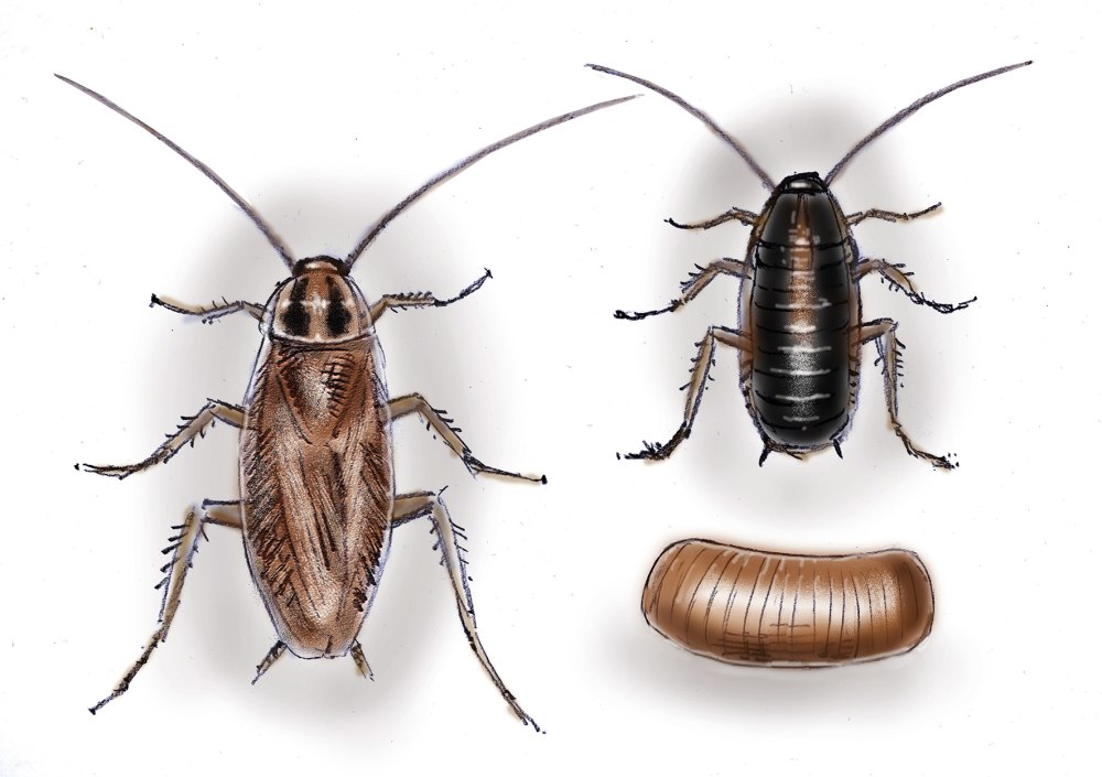 Рыжий (Прусак) (Blatella Germanica l.)