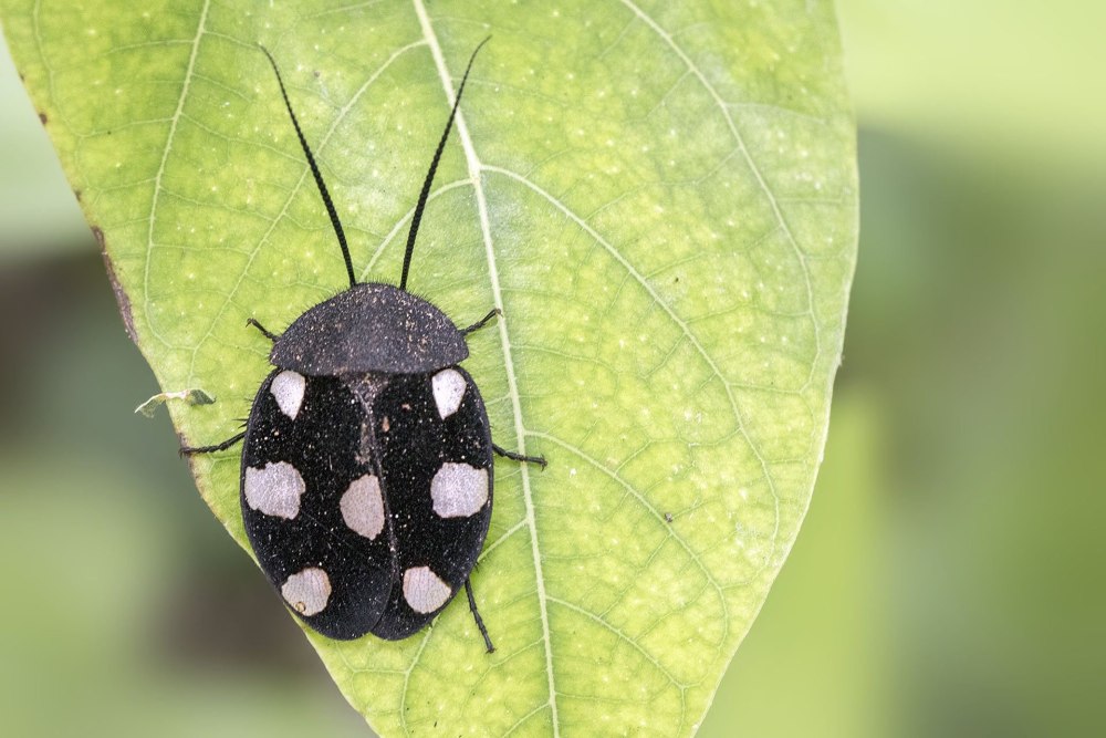 Таракан-черепашка Соссюра (Polyphaga saussurei)