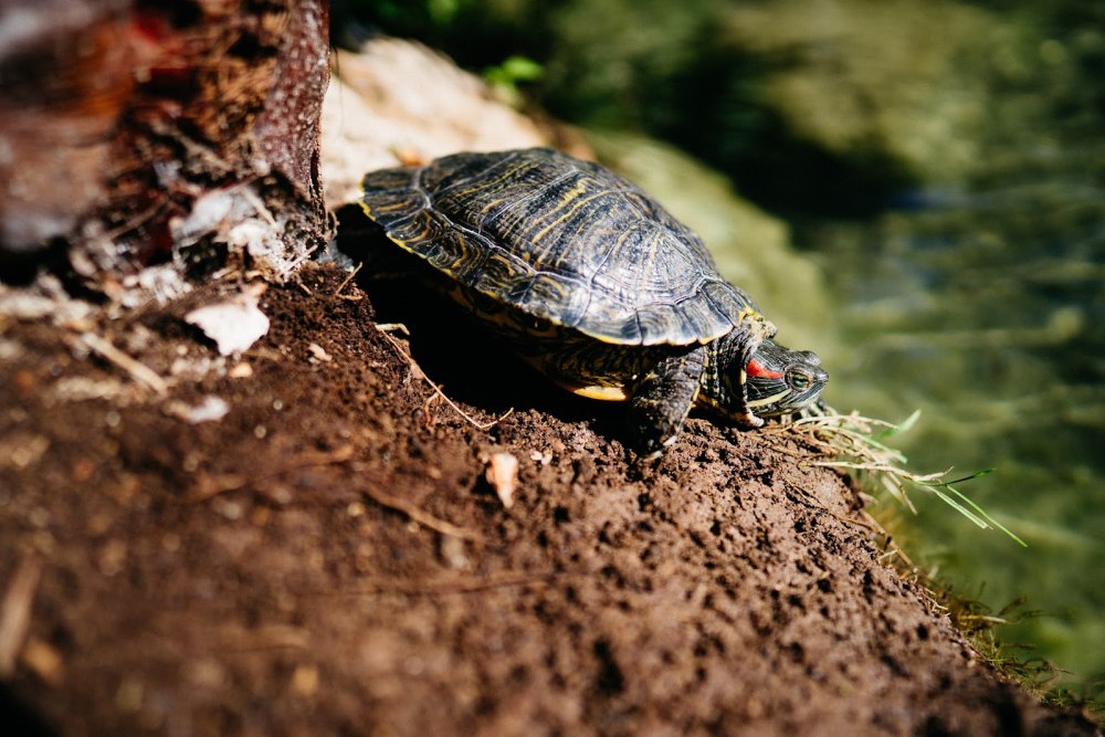 Черепаха в парке
