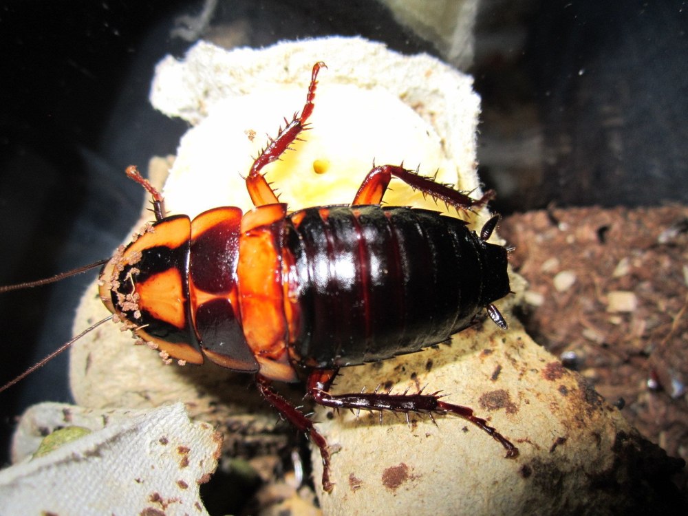 Blattidae таракан