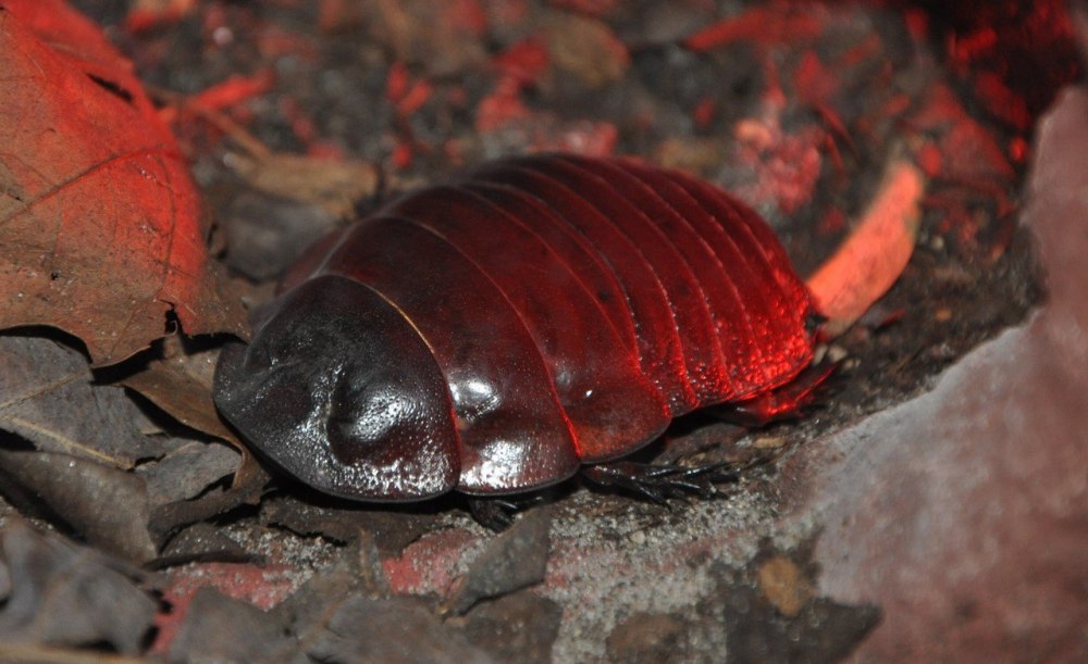 Австралийский таракан носорог