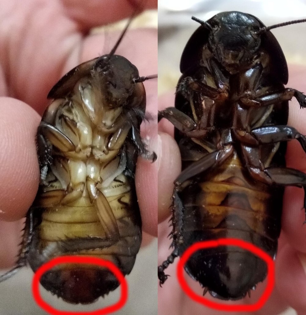 Мадагаскарский таракан личинка