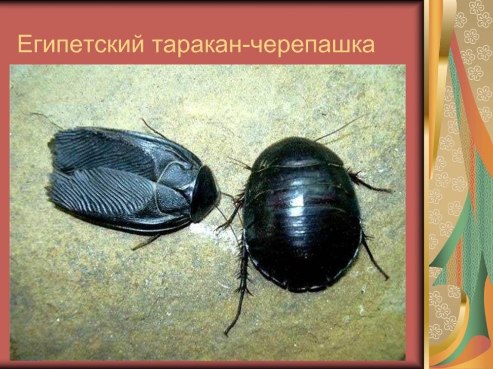 Таракан Соссюра