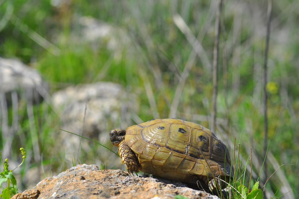 Жук черепаха