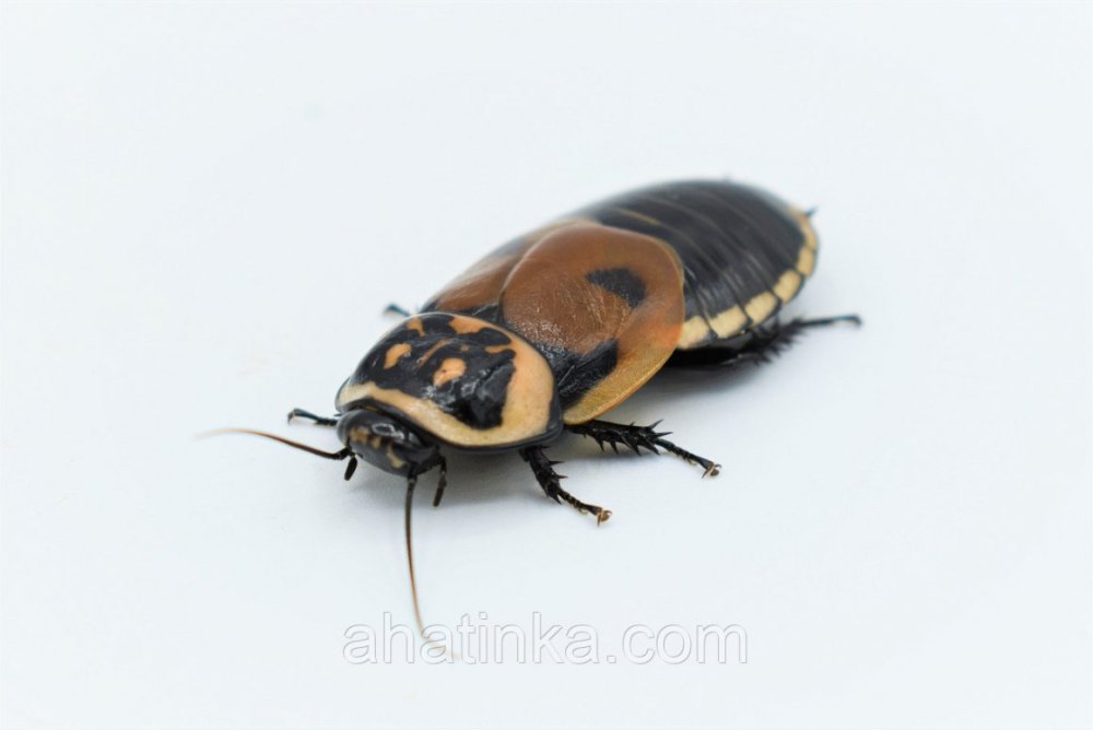 Жук автомобильчик