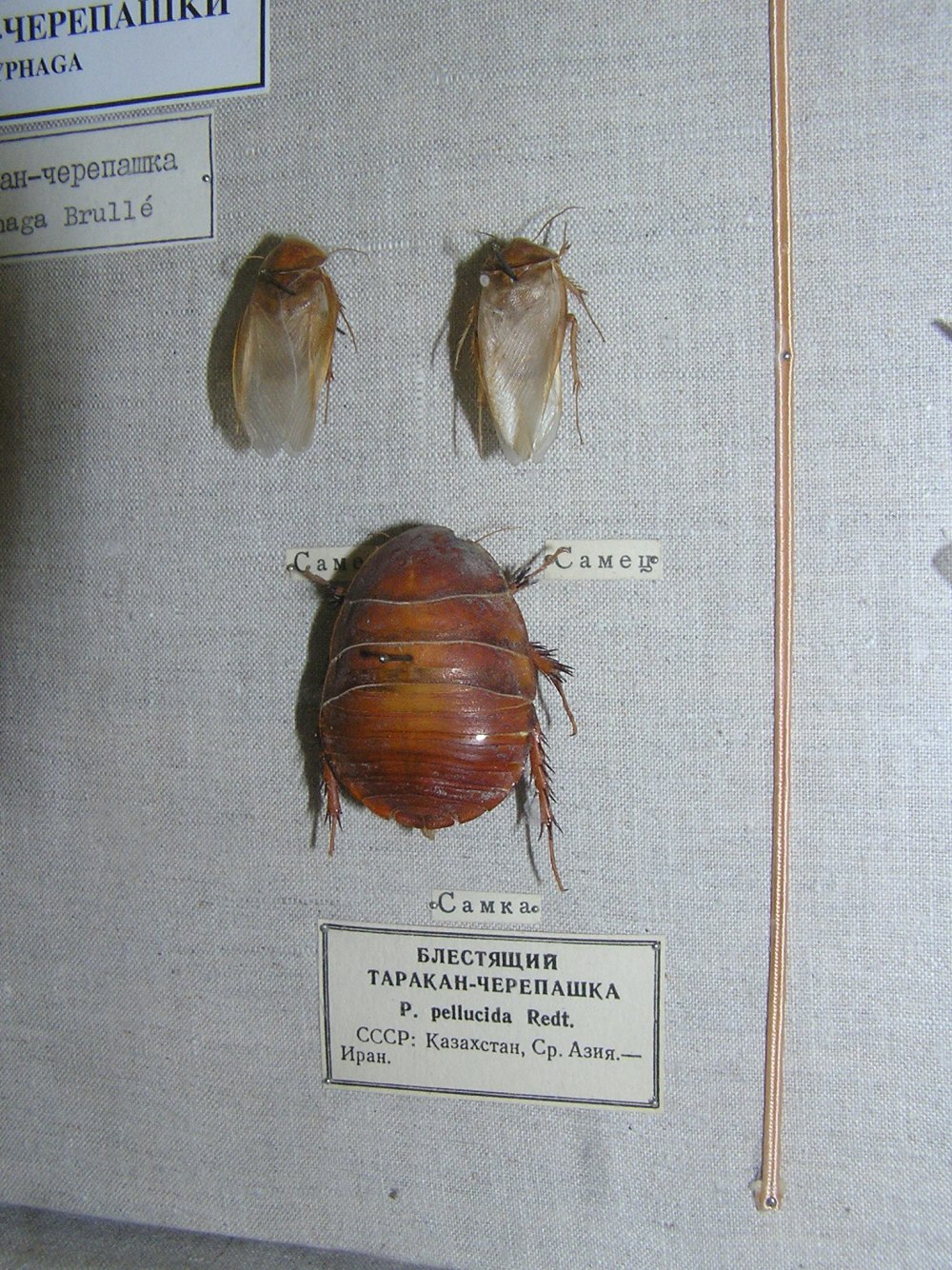 Таракан черепашка