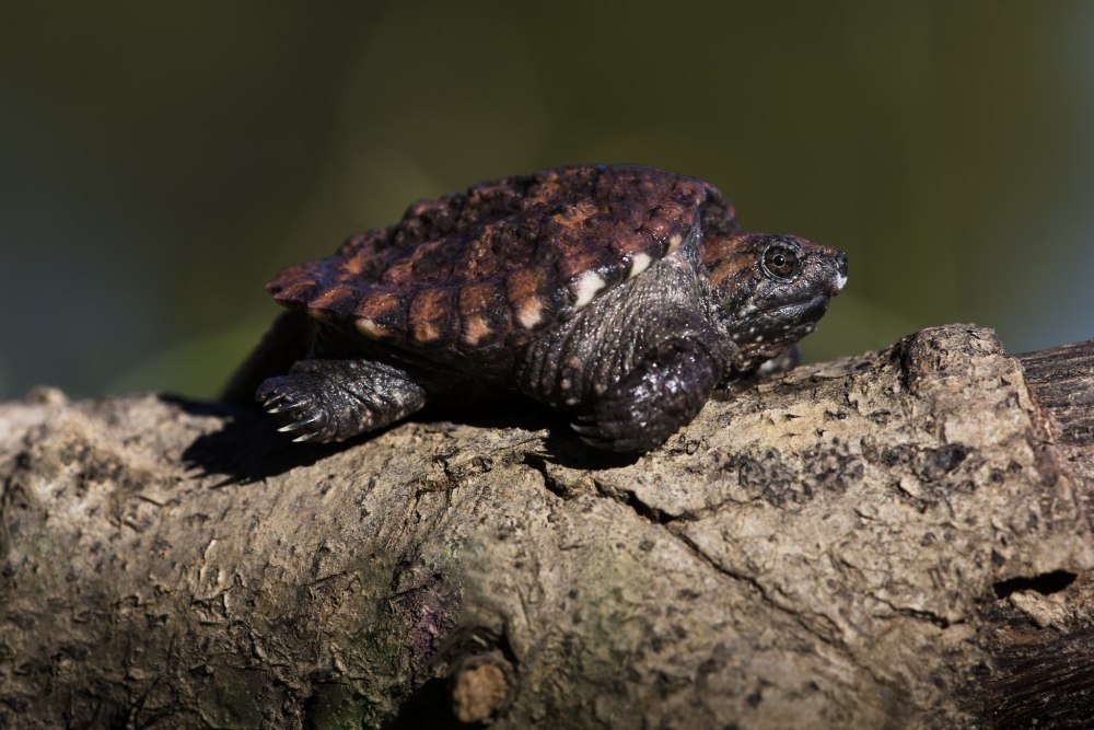 Картинка 4 черепахи на бревне