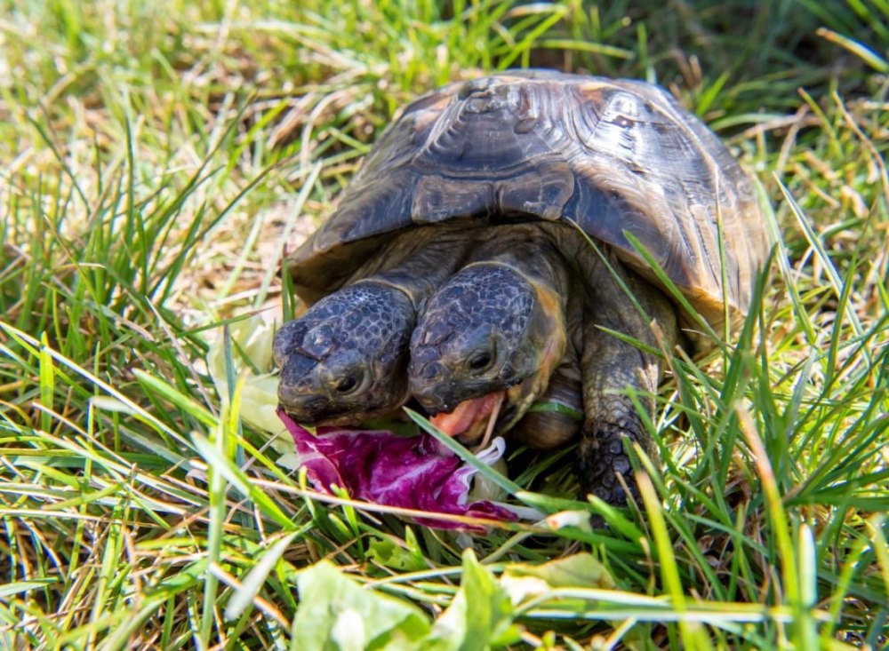 Черепаха Никольского