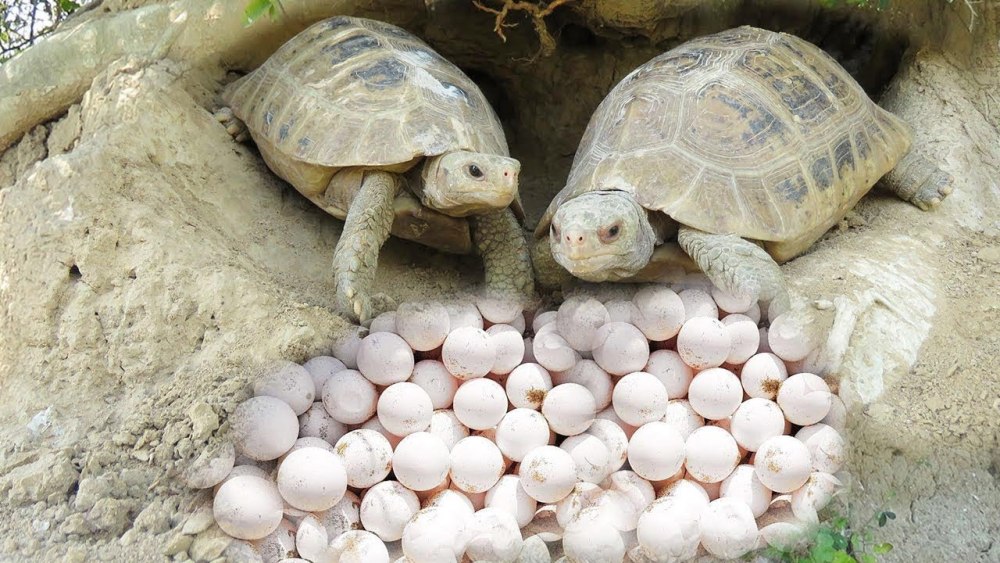 Яйца среднеазиатской черепахи