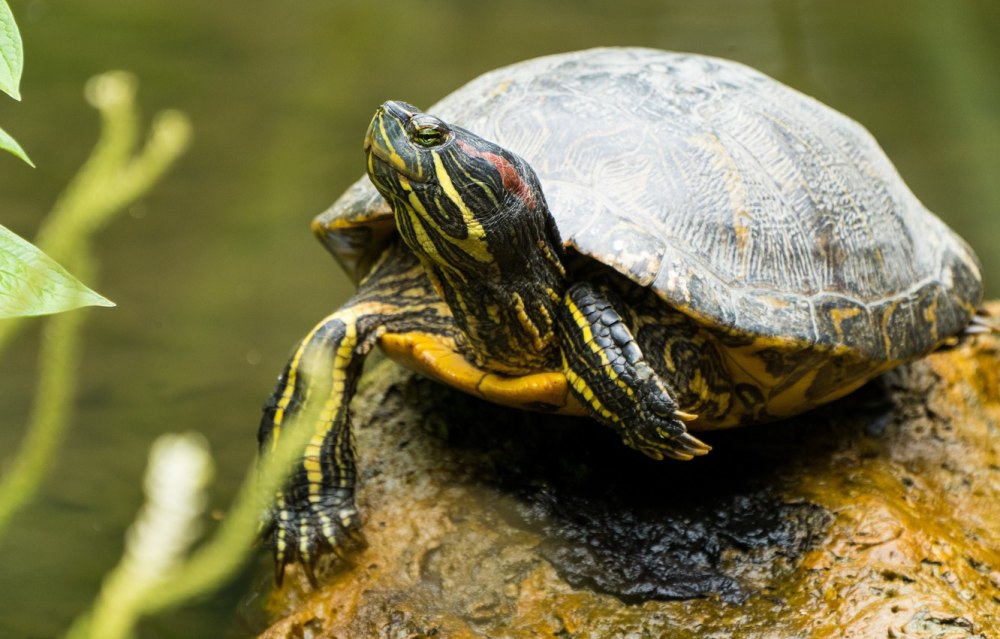 Красноухая черепаха в Белгороде