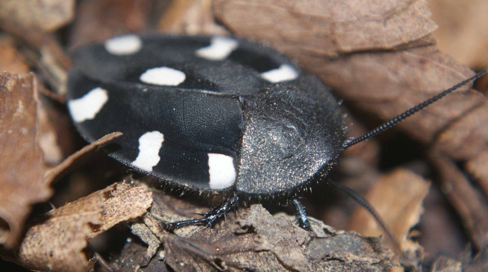 Таракан-Домино therea