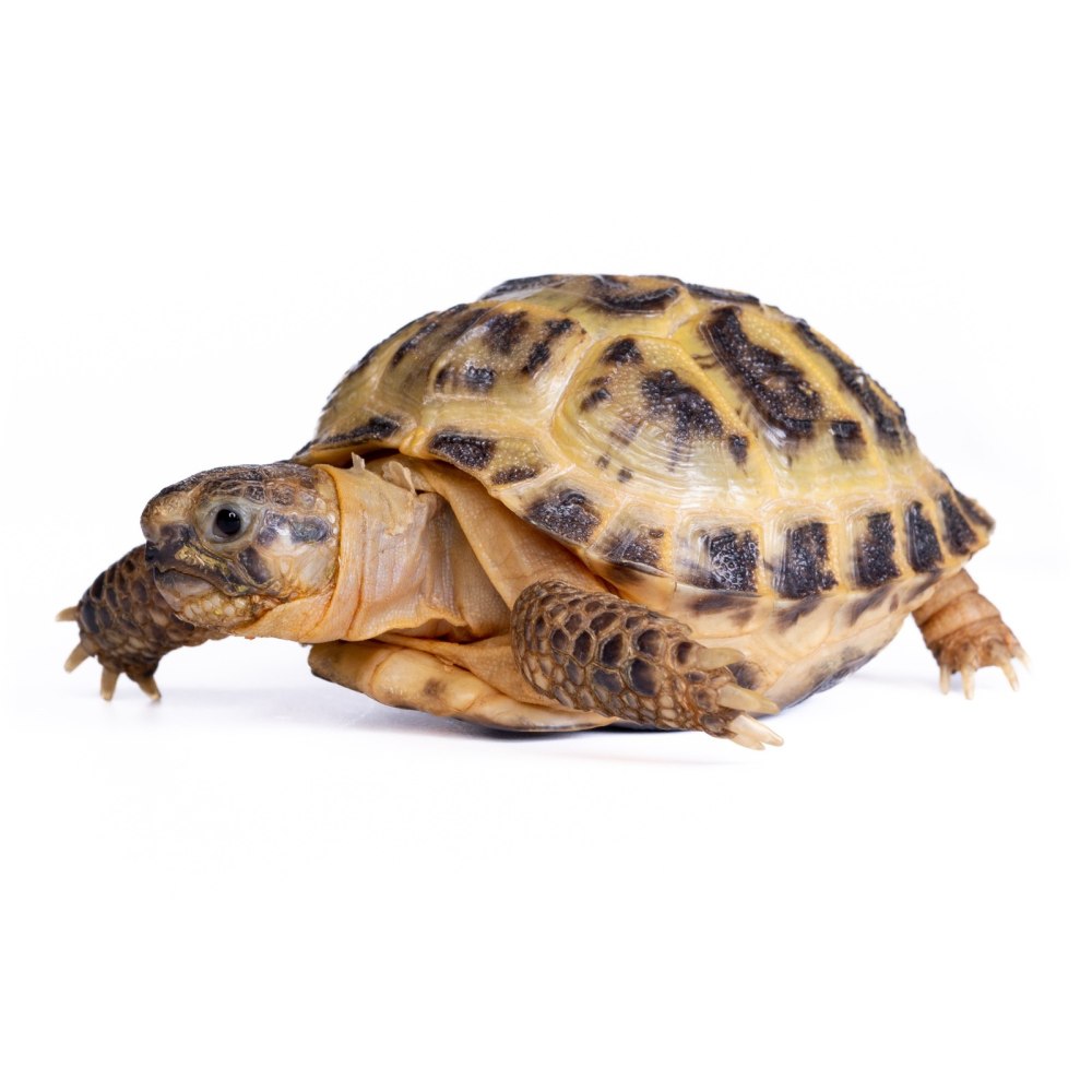 Черепашка 4 см