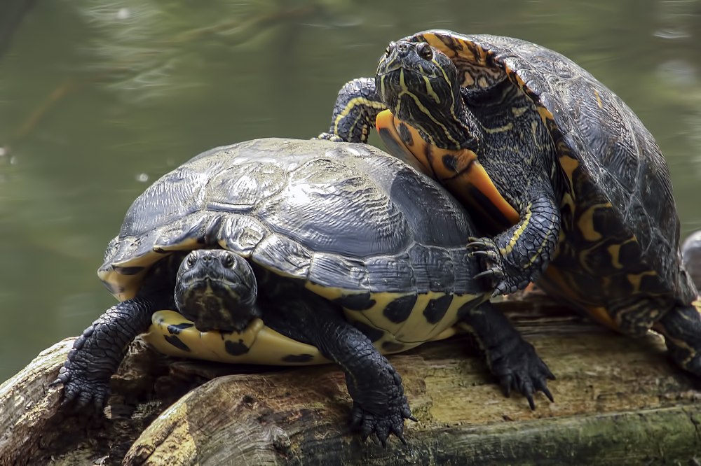 Животные мира