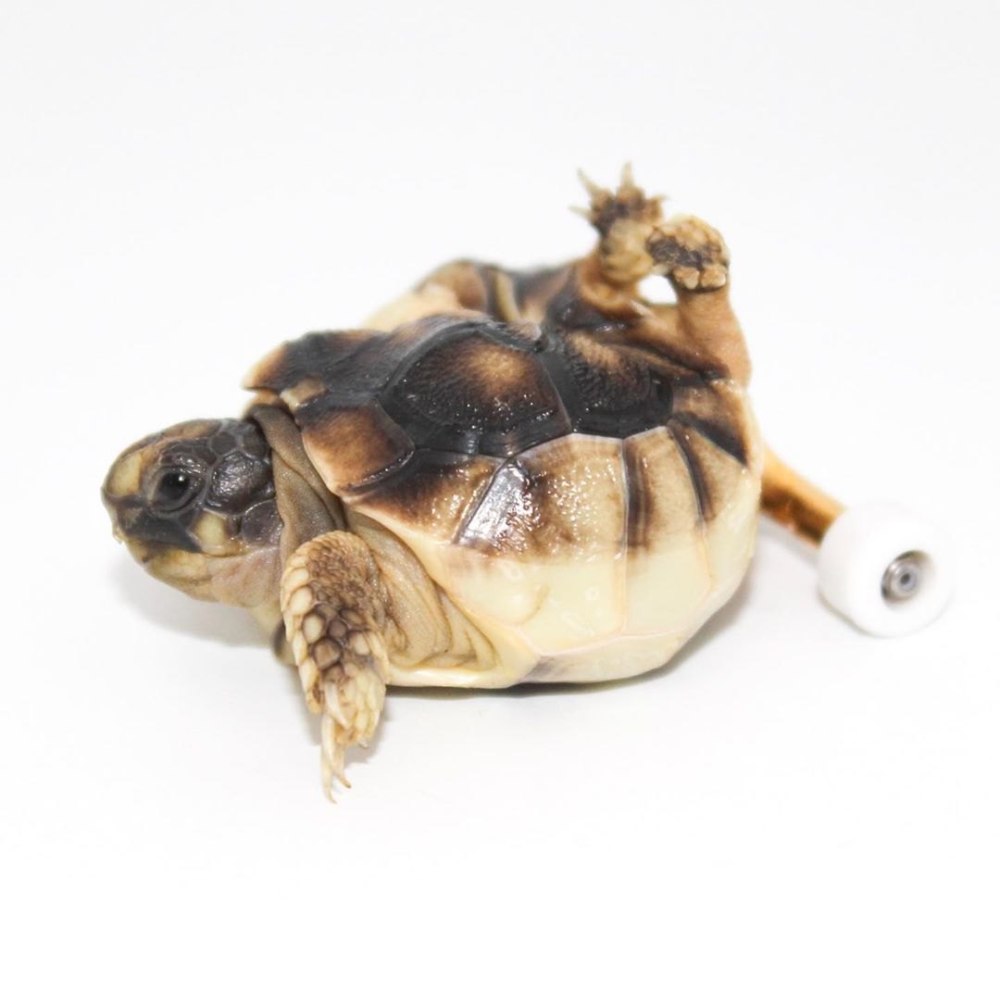 Черепаха на колесиках