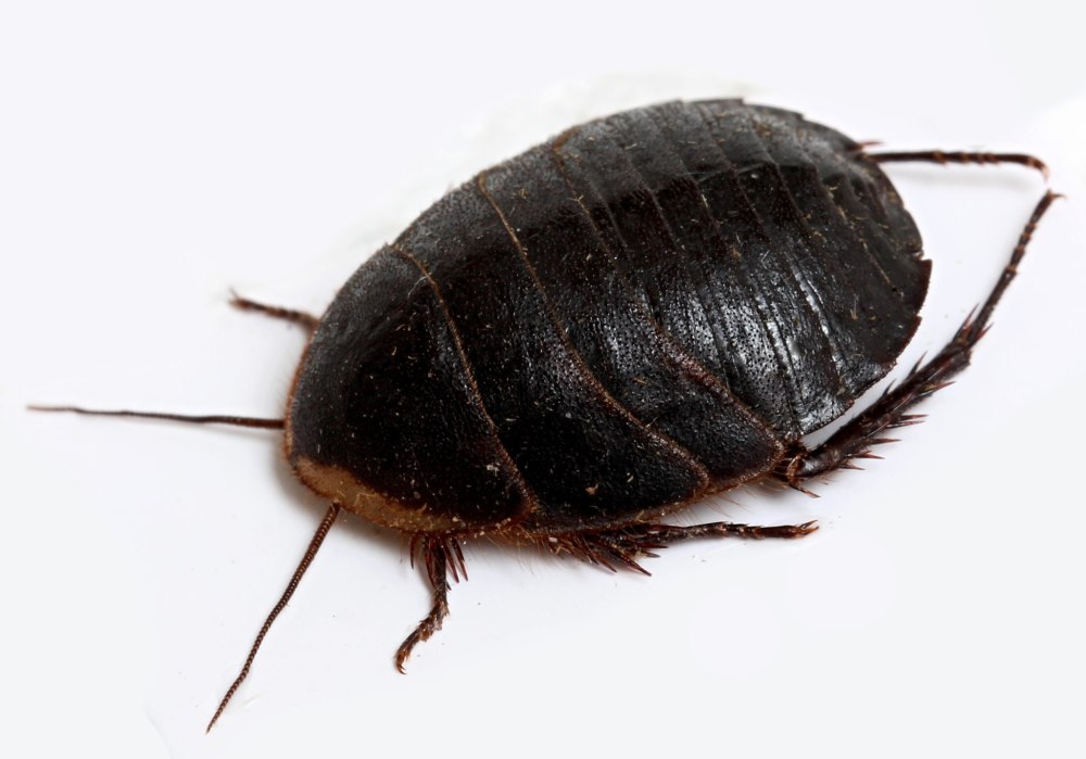 Таракан Соссюра