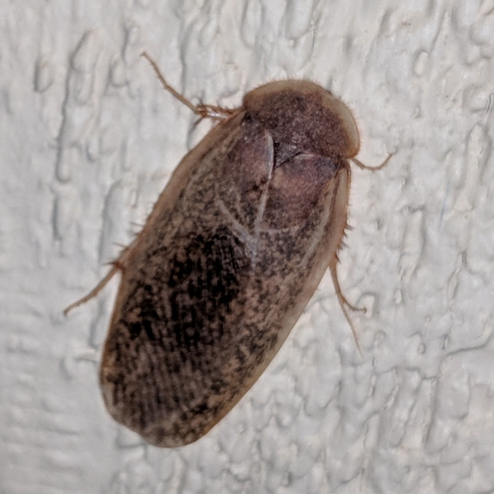 Семейство Corydiidae de Saussure