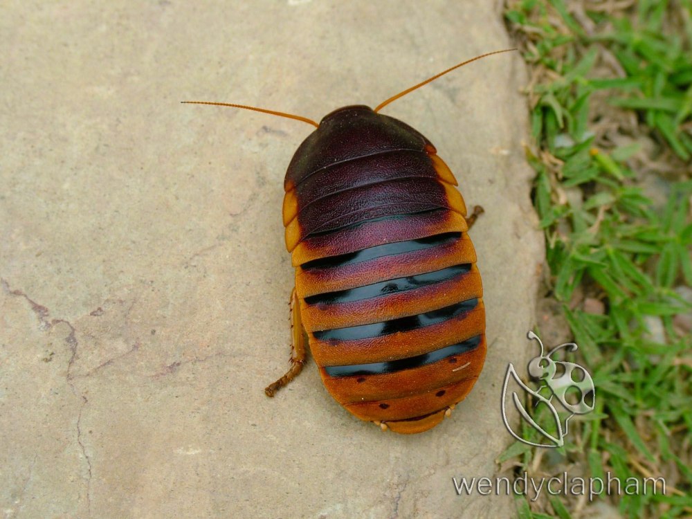 Таракан мадагаскарский