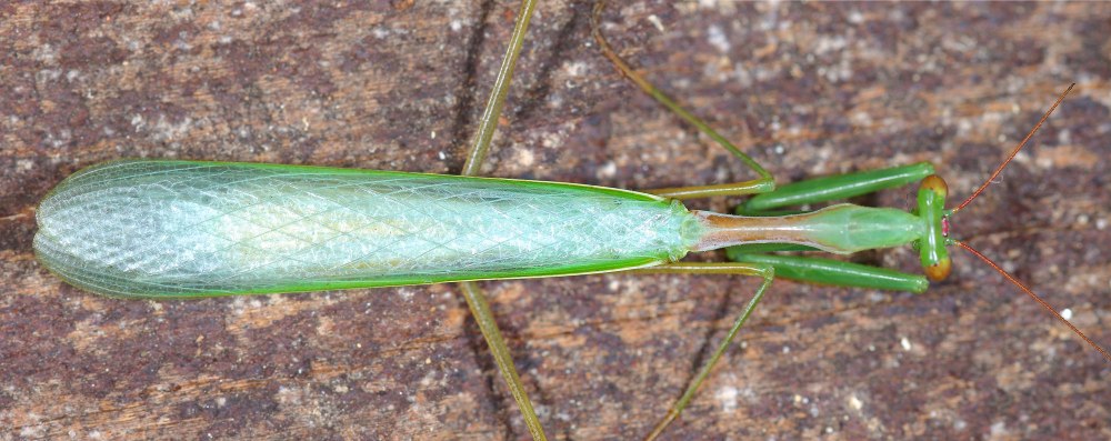 Длиннонос Соссюра