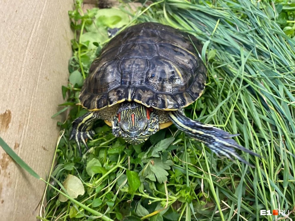 Черепаха в пакете