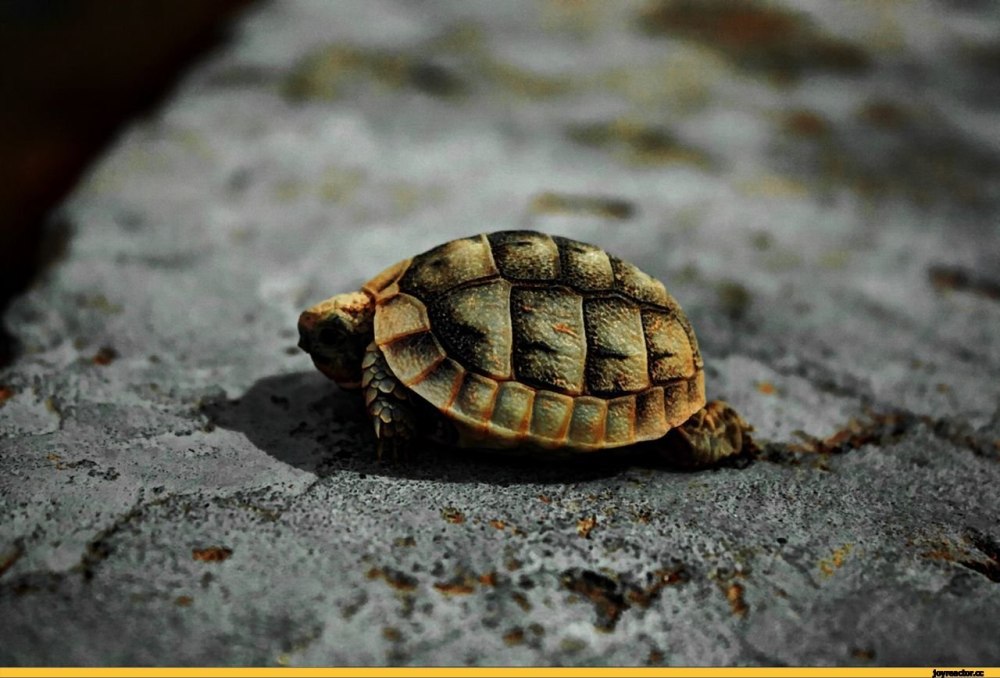 Французская черепашка