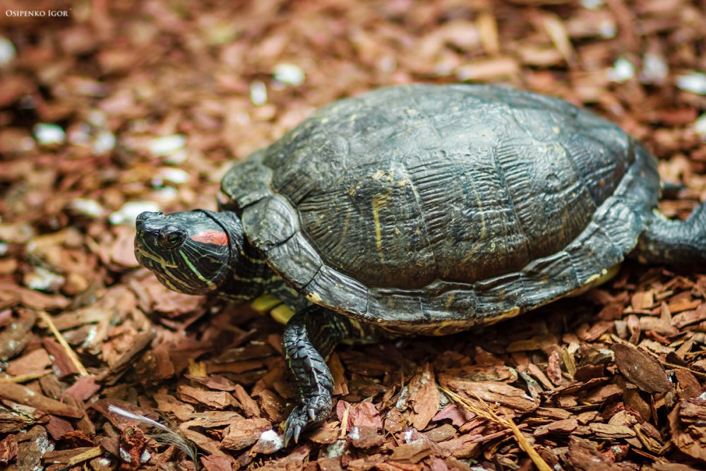 Черепаха Игорь Иванович