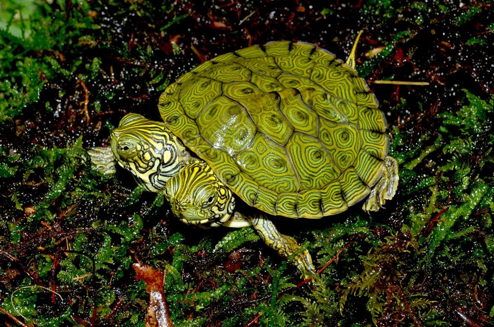 Древесная черепаха