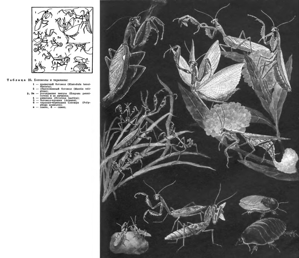 Богомол-крошка (armene pusilla)