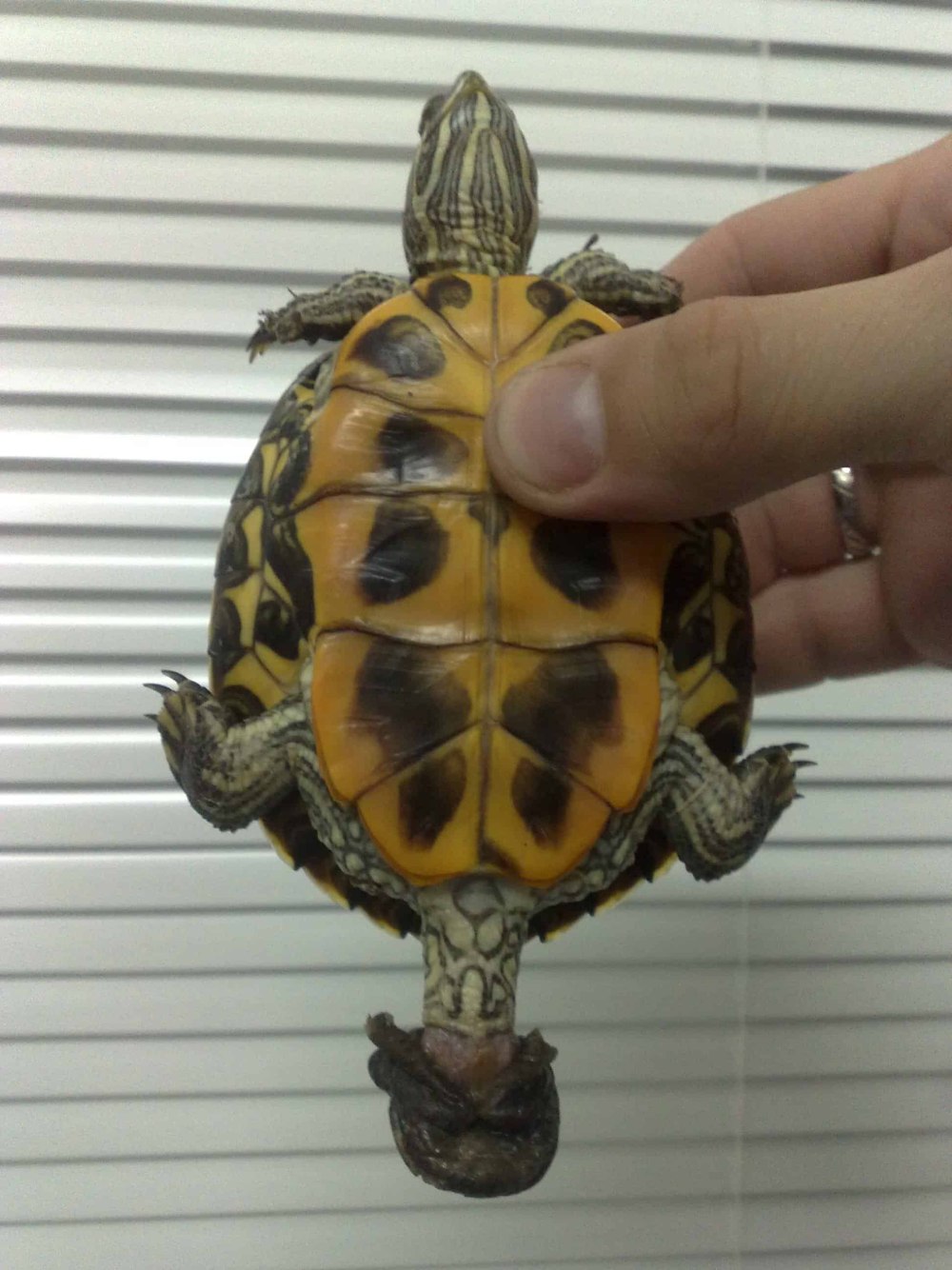 Самка красноухой черепахи