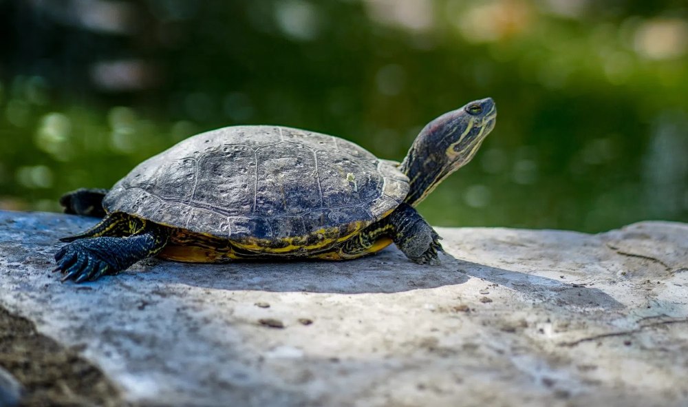 Черепаха по осетинский