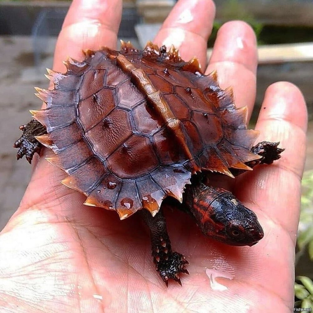 Мадагаскарская клювогрудая черепаха