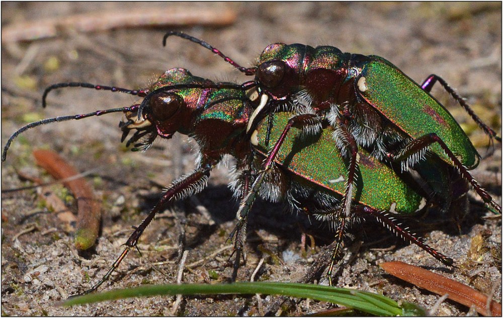 Скакун полевой Cicindela Campestris