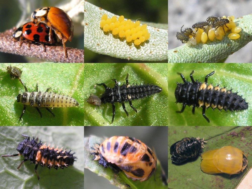 Личинка Божьей коровки Scymninae