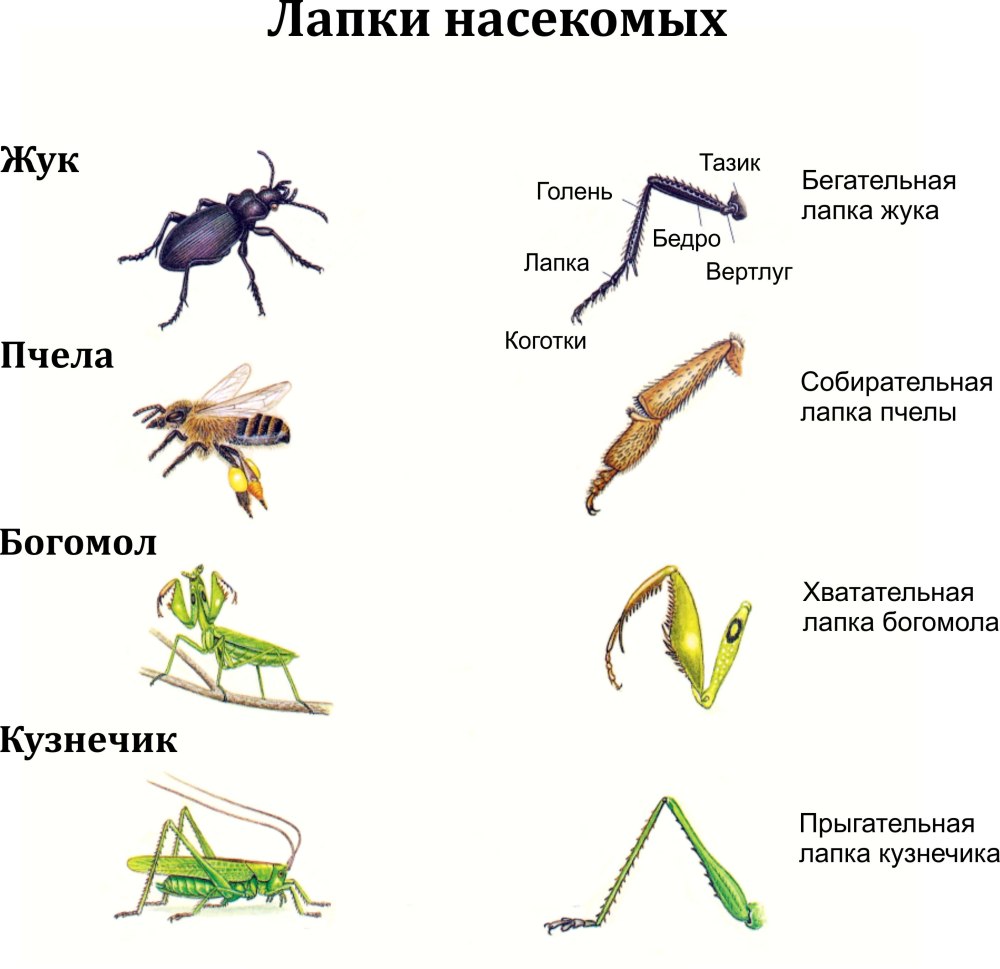 Типы строения конечностей насекомых таблица