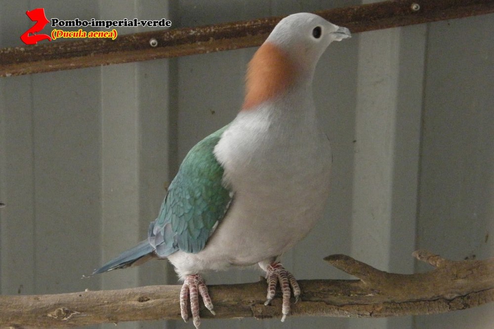 Ducula aenea