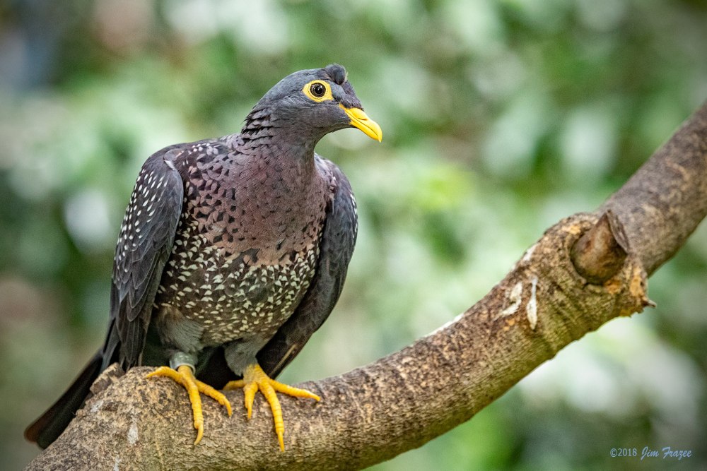 African Olive Pigeon - Columba arquatrix
